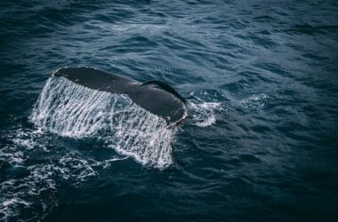 Whale on water | Photo by Rudy Kirchner