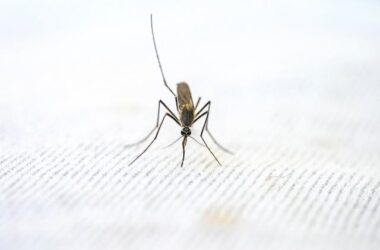 Close-up photo of a mosquito | Photo by Pragyan Bezbaruah