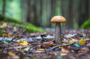 Brown Mushroom at Daytime | Photo by Egor Kamelev